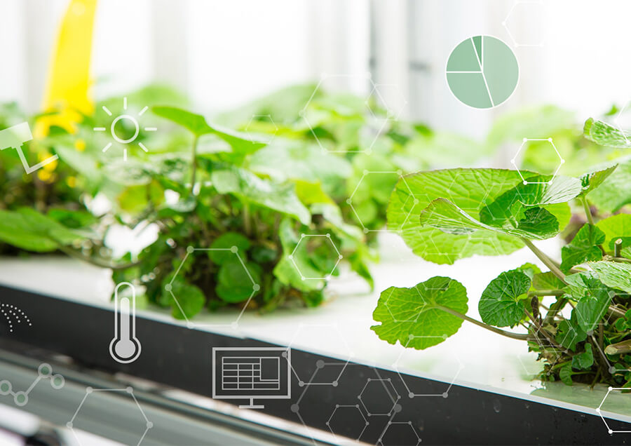 遠隔栽培管理技術を活用した植物工場でのわさび栽培