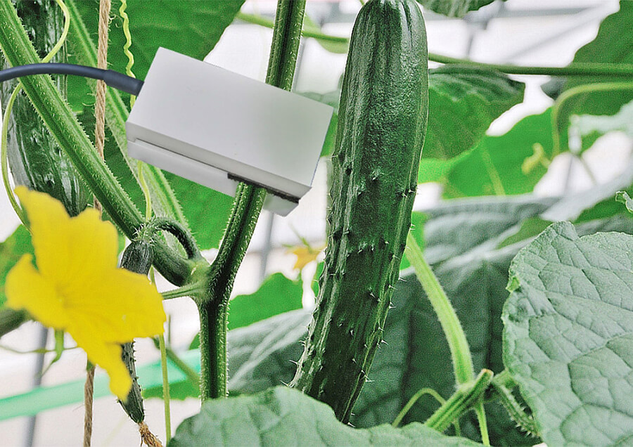 非破壊植物生体センサーの開発
