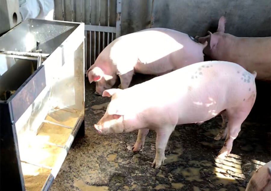 植物由来タンニンによる抗生物質フリー飼料の開発