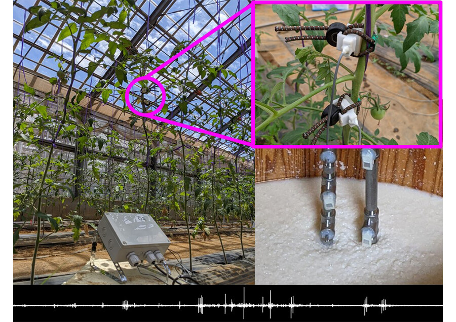 超音波AEセンシングによる植物等の活動モニタリング