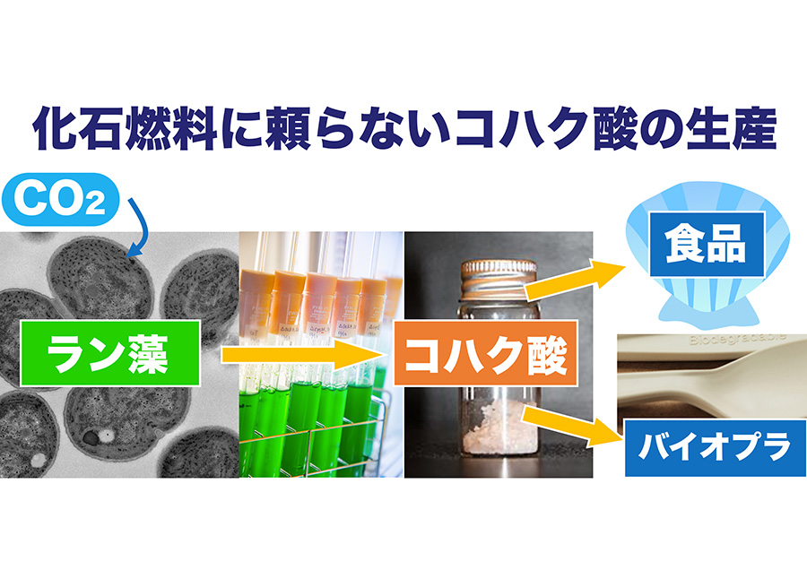 ラン藻による脱化石燃料技術開発