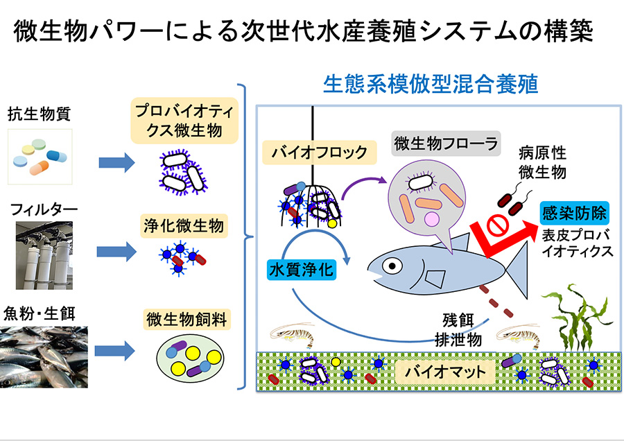 微生物による魚病対策技術で実現する次世代水産養殖