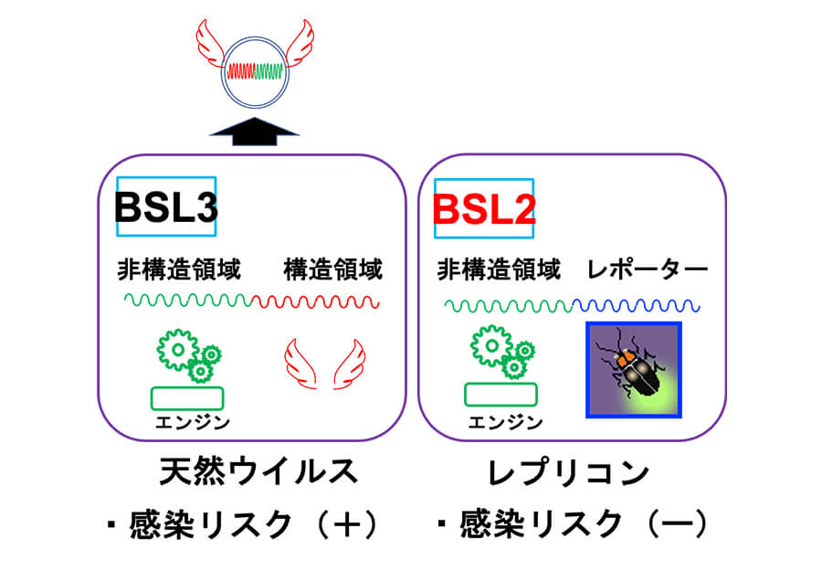 安全な人工ウイルスでパンデミックから世界を守る