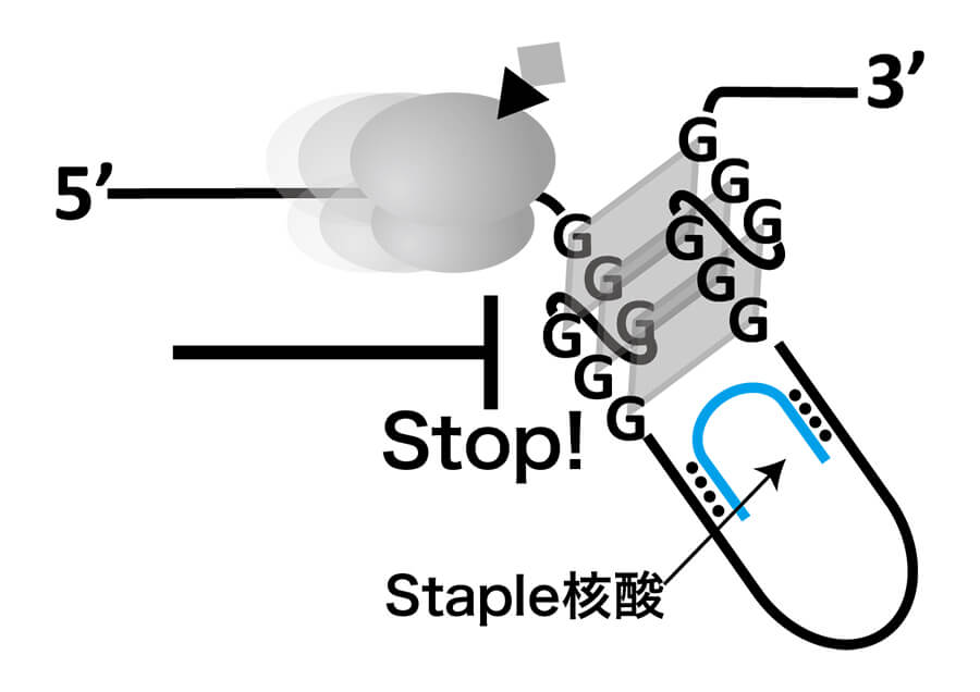 Staple核酸による遺伝子治療
