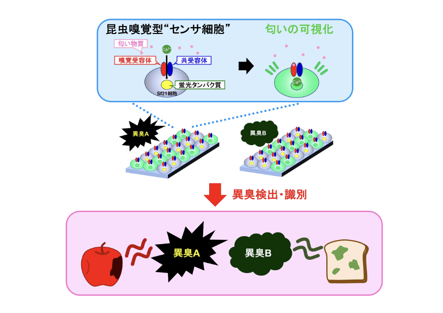 昆虫嗅覚型