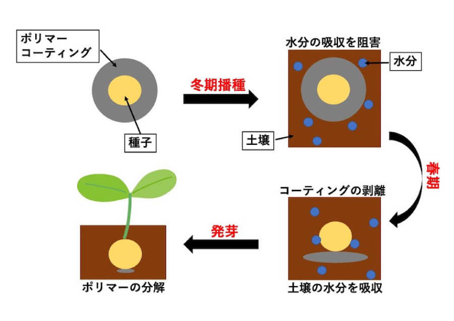 種子のポリマーコーティングによる農作業負担の軽減