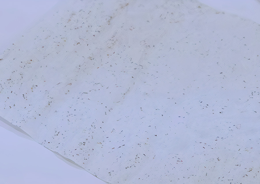 Paper which was made from sea shell
