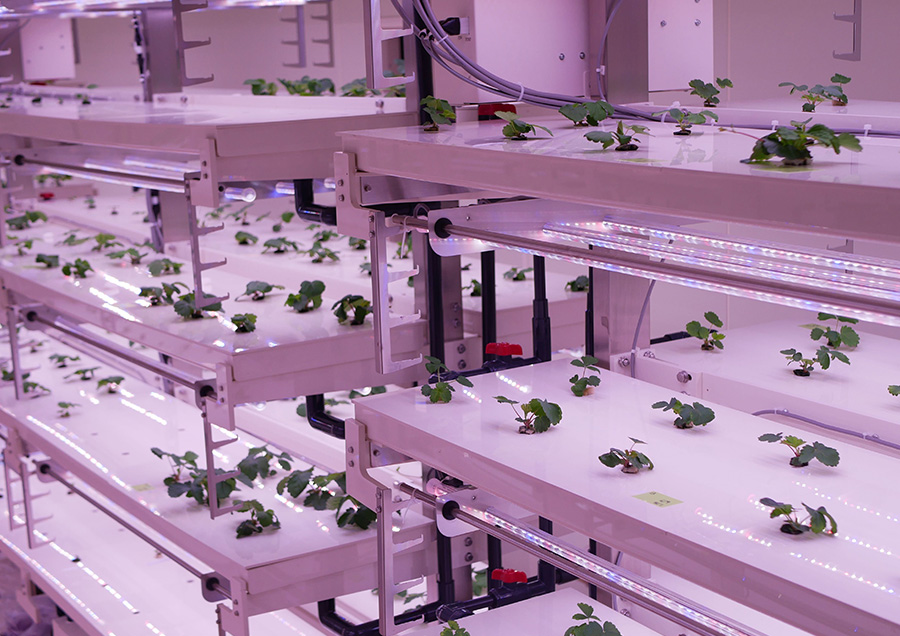 AI・植物工場技術を活用した高速育種
