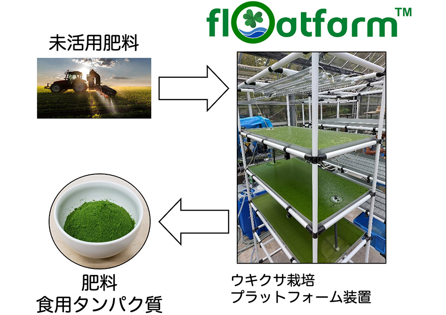 持続可能なタンパク質源ウキクサの生産技術開発