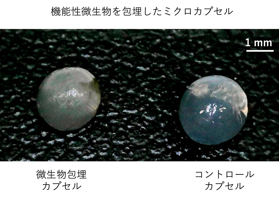 機能性微生物カプセルによる鉱山の緑化
