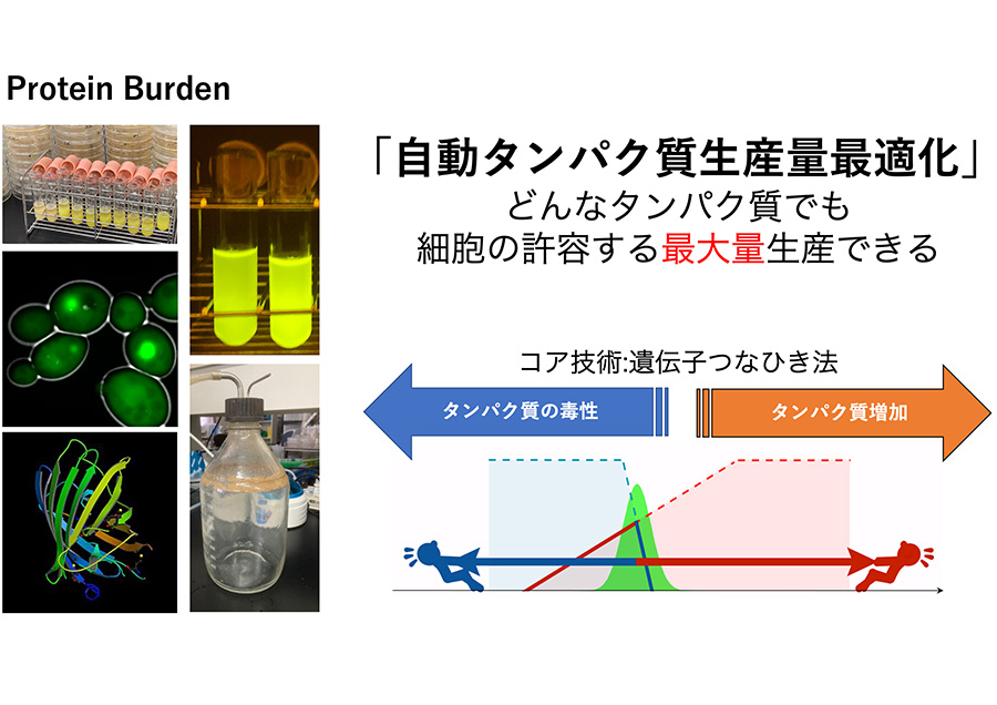 1細胞レベルでのタンパク質生産最適化