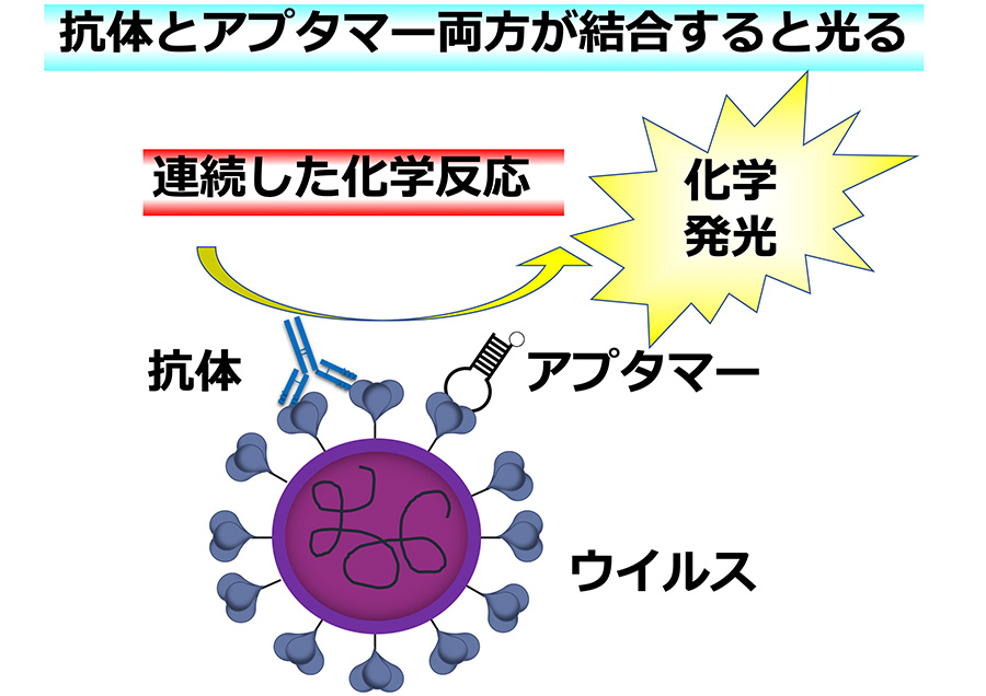 ウイルスが存在すると光る試薬の開発