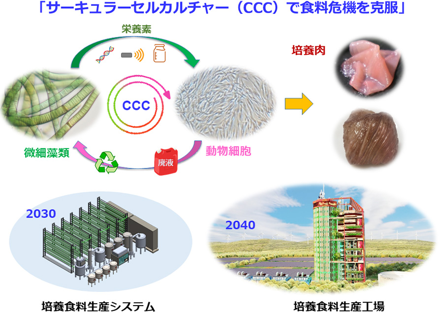 サーキュラーセルカルチャーによる培養食料生産