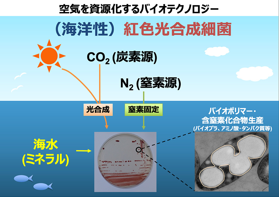 光合成細菌飼料による次世代水産養殖システムの実現