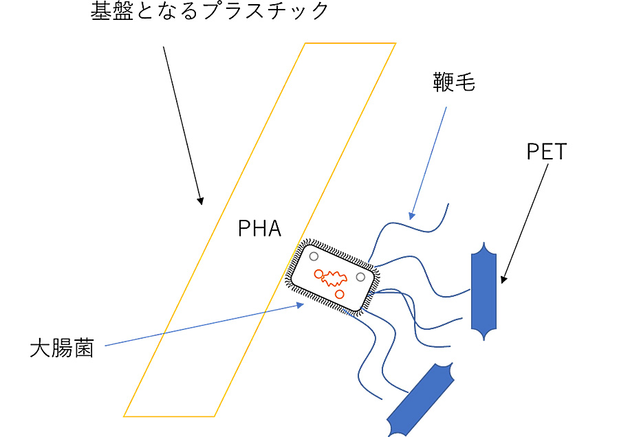 組み換え大腸菌によるマイクロプラスチック回収技術