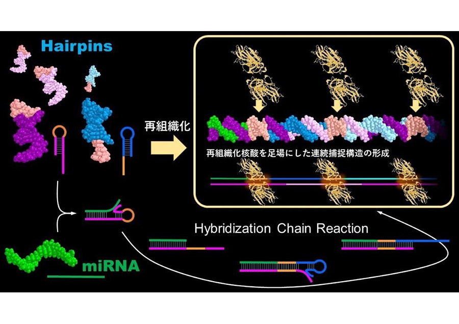 核酸医薬を短期間で生み出すプラットフォーム技術