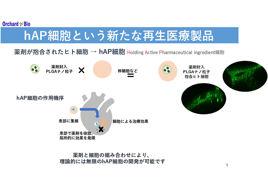 新しい再生医療製品としてのhAP細胞