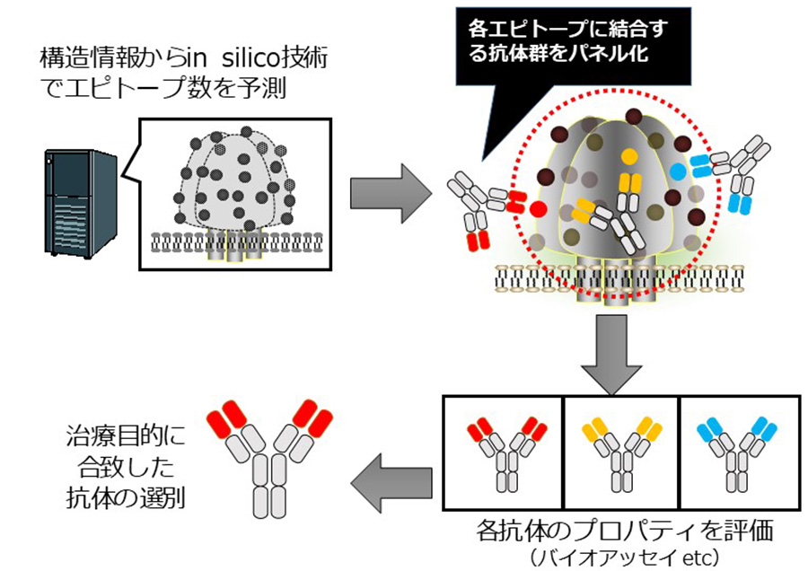抗体医薬の開発に適う機能抗体の創出