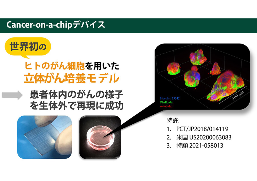 立体ヒトがん細胞モデルによる新しいがん創薬の世界