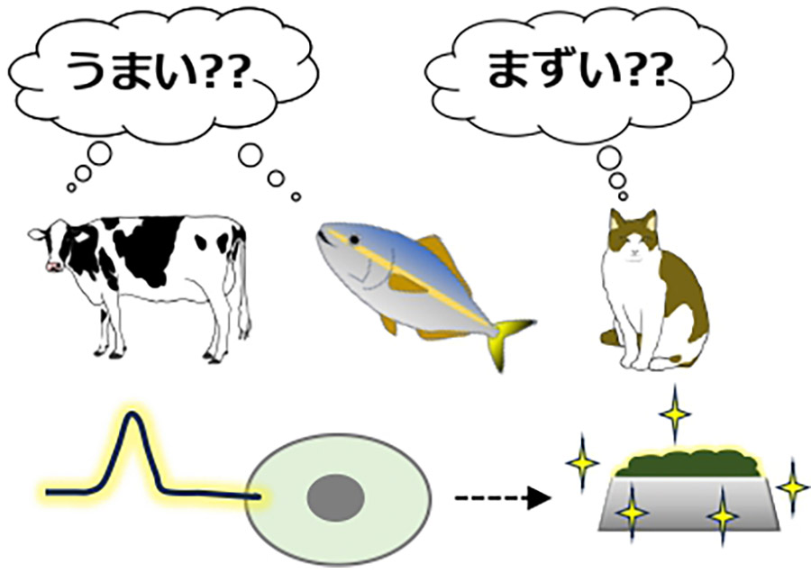 動物の味覚バイオセンサー