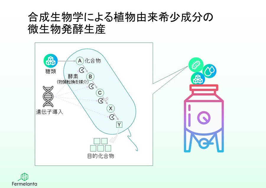 合成生物学による植物由来希少成分の微生物発酵生産