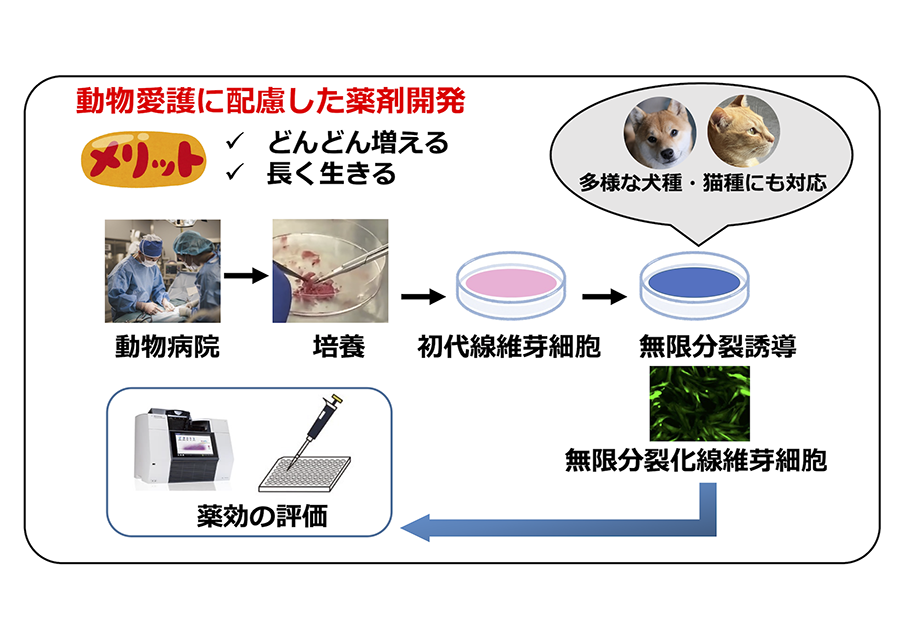 イヌ・ネコの創薬に向けた無限分裂細胞の開発