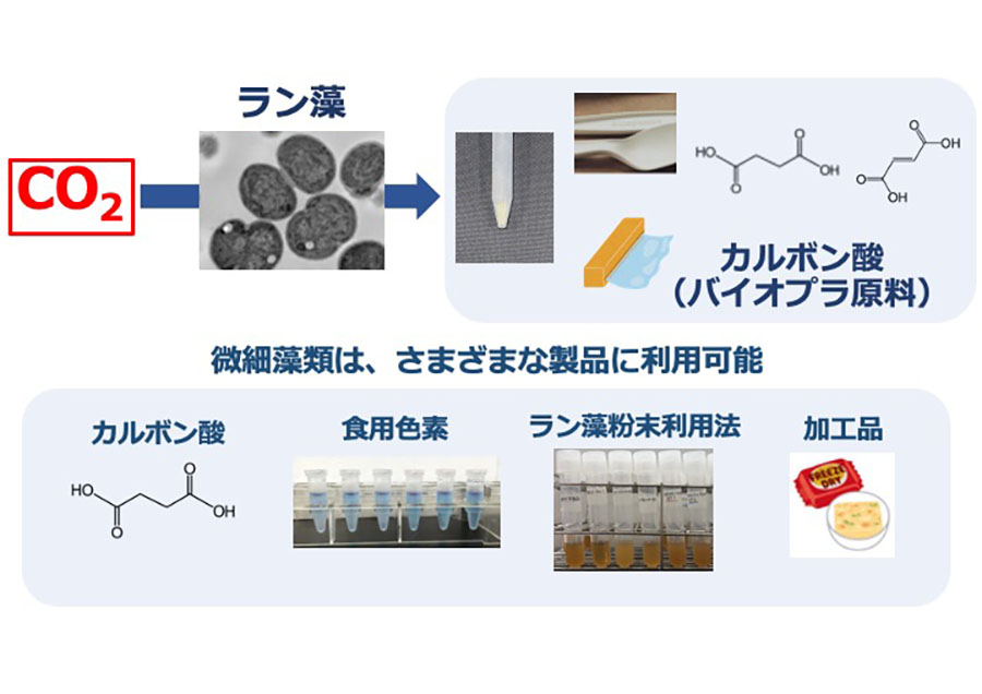 淡水性ラン藻の海洋培養によるバイオプラ生産