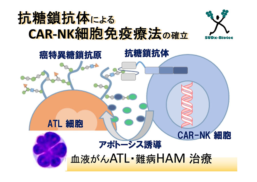 抗糖鎖抗体を用いた癌の新規治療法の開発