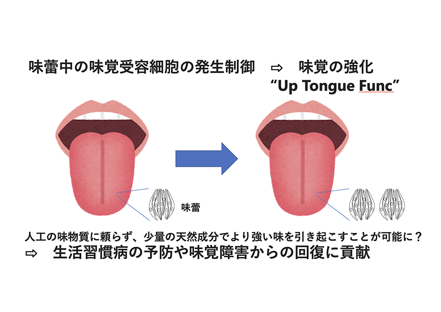 味覚受容細胞の発生制御による健康的な食習慣の構築