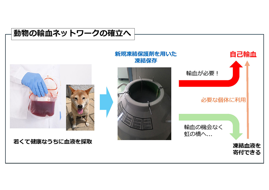 動物の自己輸血のための血液製剤凍結保存サービス
