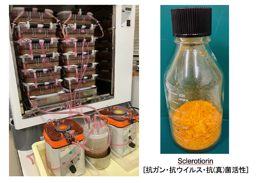界面バイオプロセスによるファインケミカルズの探索と生産