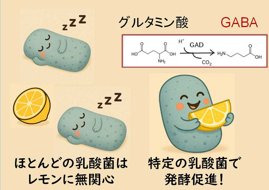 乳酸菌発酵による柑橘類残渣の再価値化
