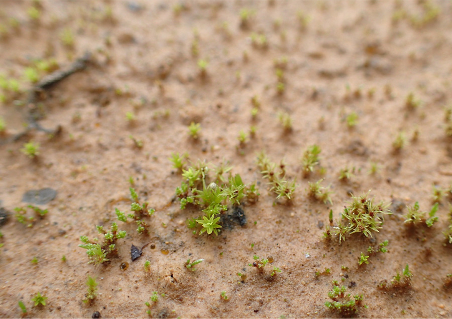 珪藻土でコケ植物緑化技術と遮熱建設材料を開発