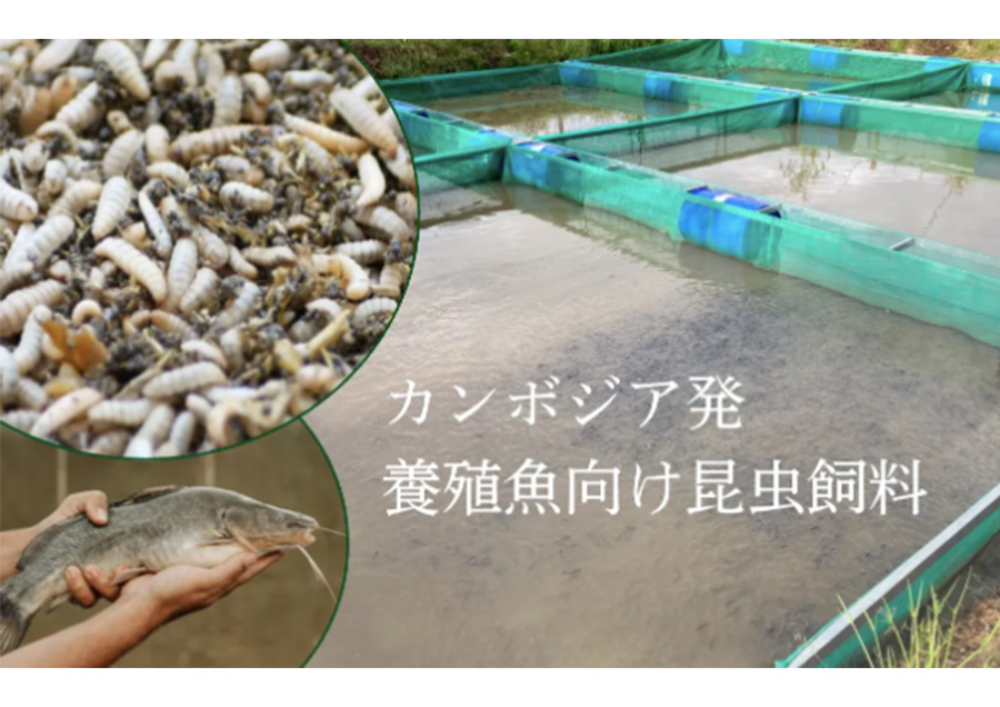 カンボジア発・昆虫で水産養殖を変革する