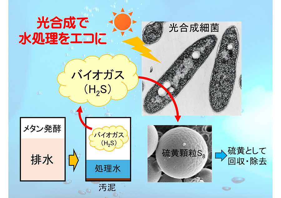 光合成によるバイオ脱硫で排水処理をもっとエコに