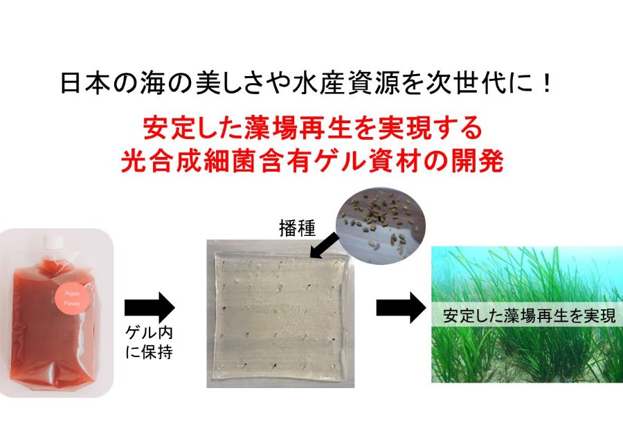 光合成細菌とゲルを利用した藻場再生プロジェクト