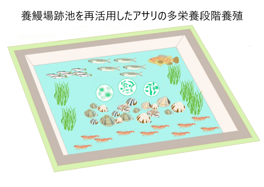 養鰻場跡池を活用したアサリ多栄養段階養殖の事業化