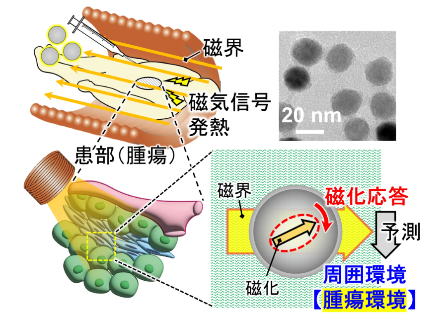 磁性ナノ粒子を用いた低侵襲かつ迅速ながん診断治療