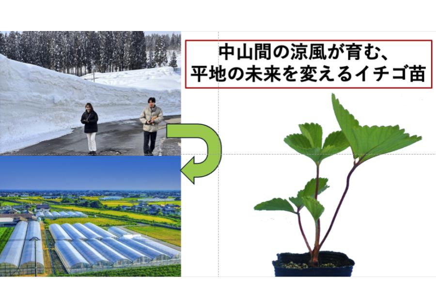 白峰の冷涼気候を生かした優良イチゴ苗生産事業
