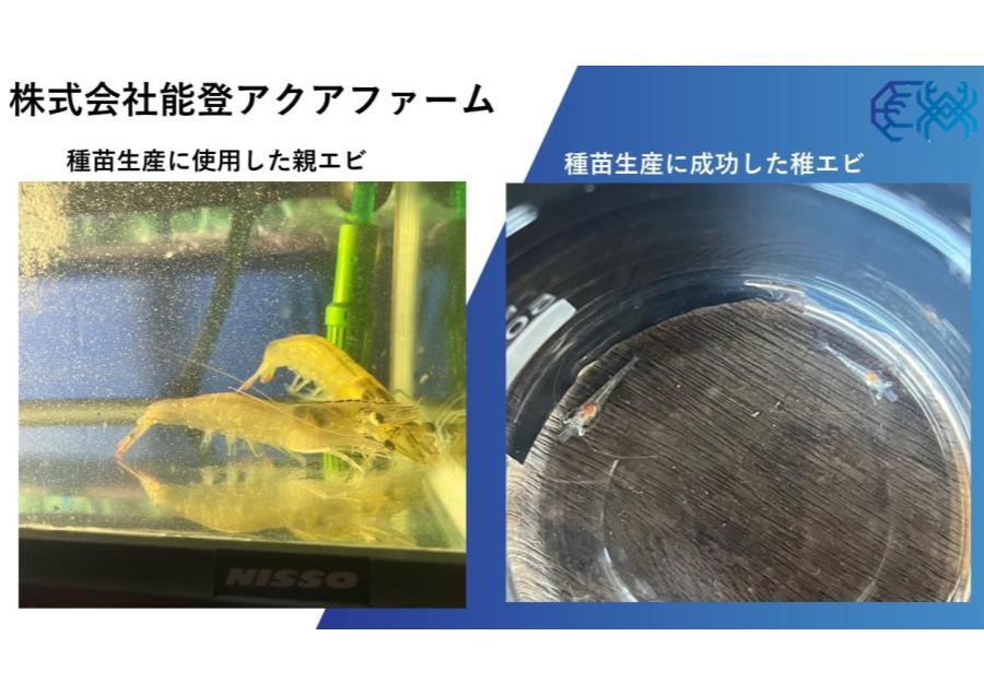 能登海洋深層水を用いた種苗生産と養殖事業