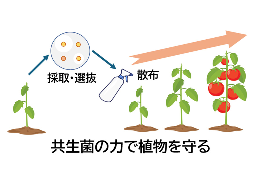 共生菌の利用による植物病害防除