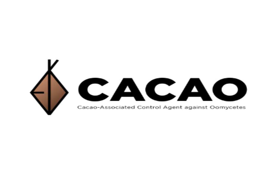 Philippine cacao cultivation suffers from black pod rot, treated with copper fungicides. We explore cacao-associated rhizobacteria with antimicrobial metabolites as safer biocontrol alternatives.