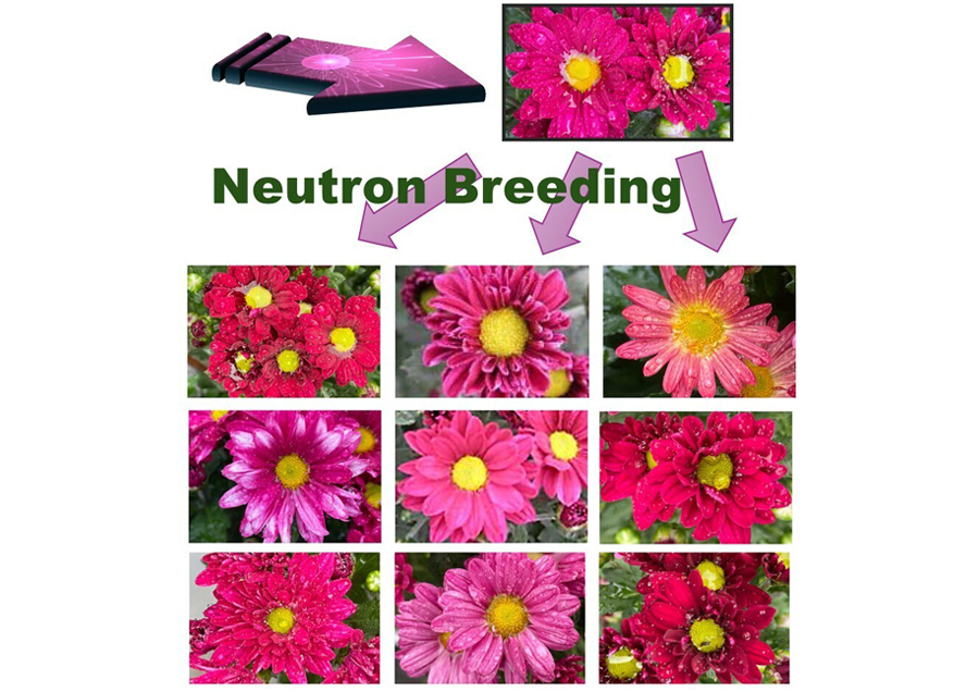 量子線で、気候変動時代の農業をアップデートする