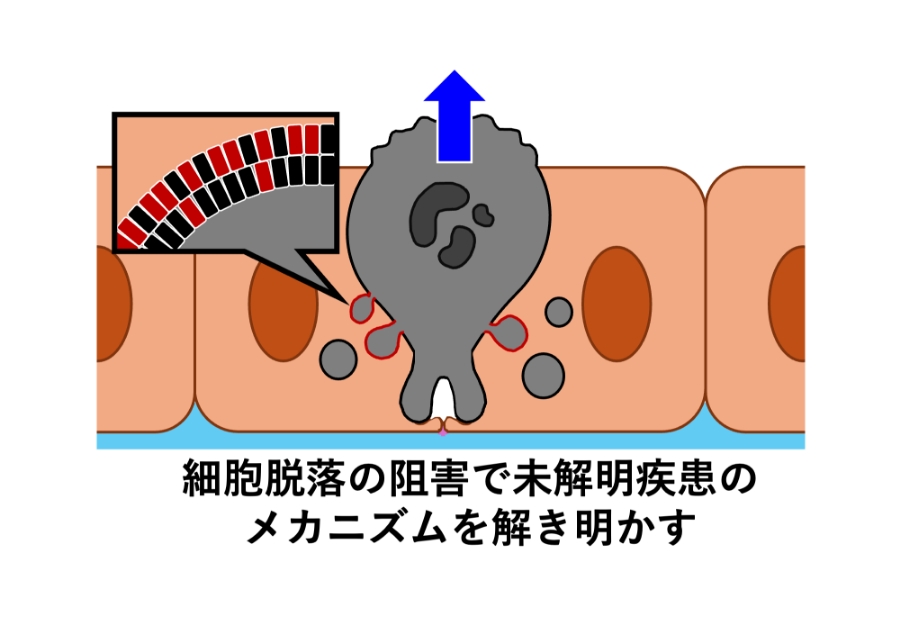 細胞脱落を起点とする医療創出