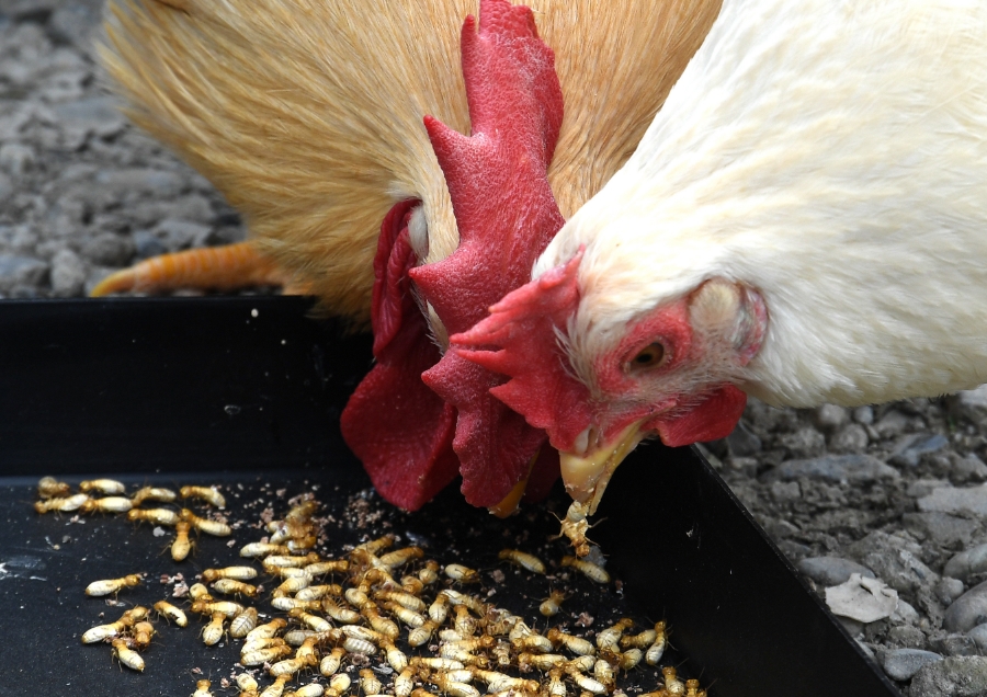 シロアリを用いた未利用木材の飼料化と食料化