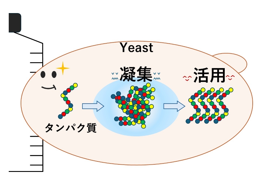 3日で1 Kg、任意のタンパク質を作る方法論の開発