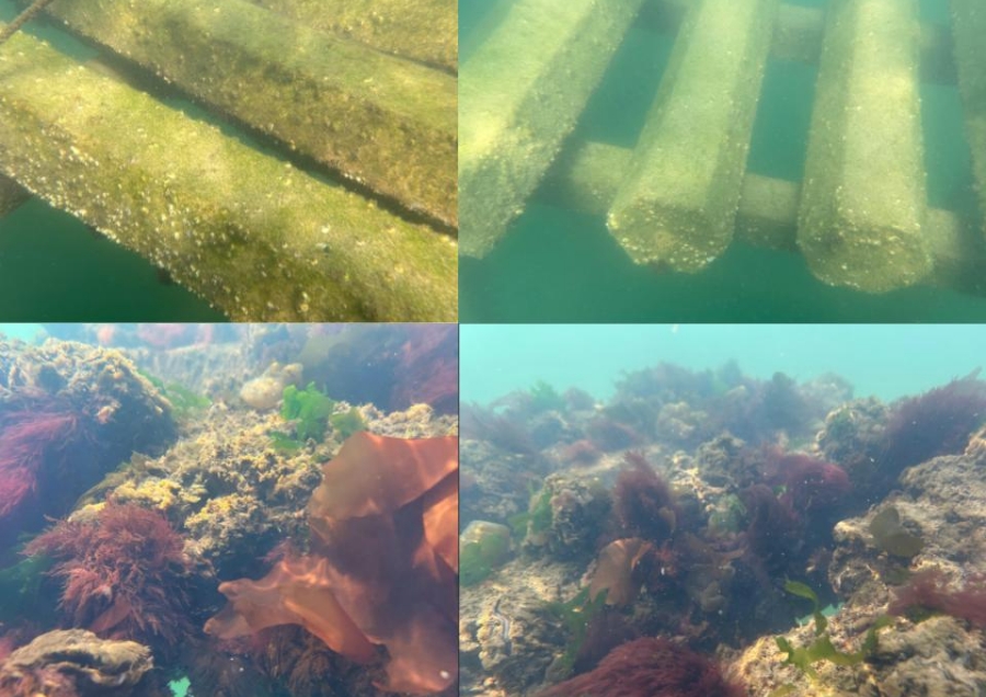 環境調和型構造体による藻場再生で生命を循環させる