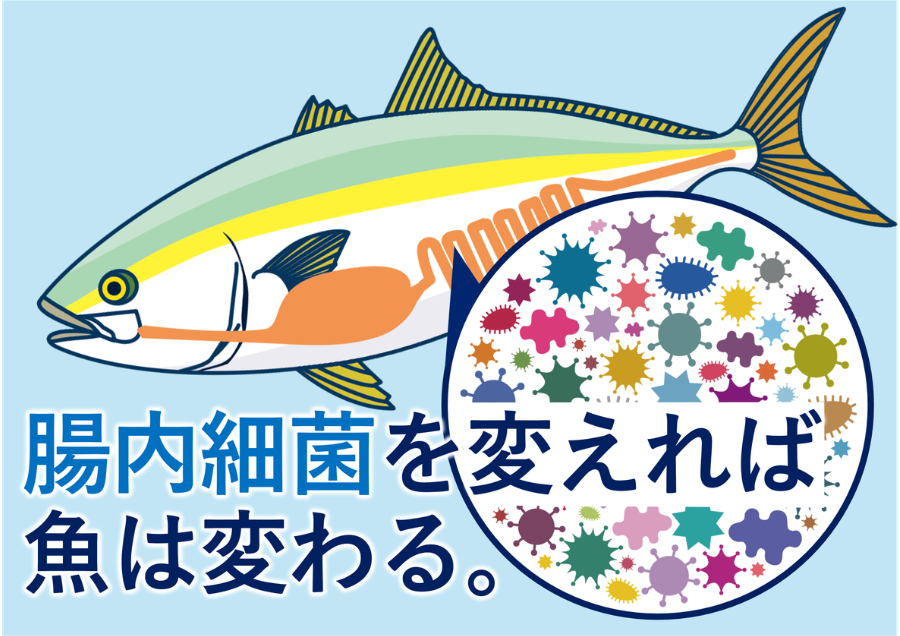 腸内細菌の力で気候変動を乗り越える革新的養殖技術