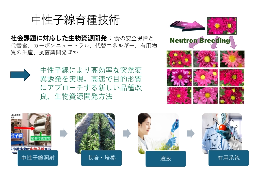細胞の無限の可能性を引き出す中性子線育種技術