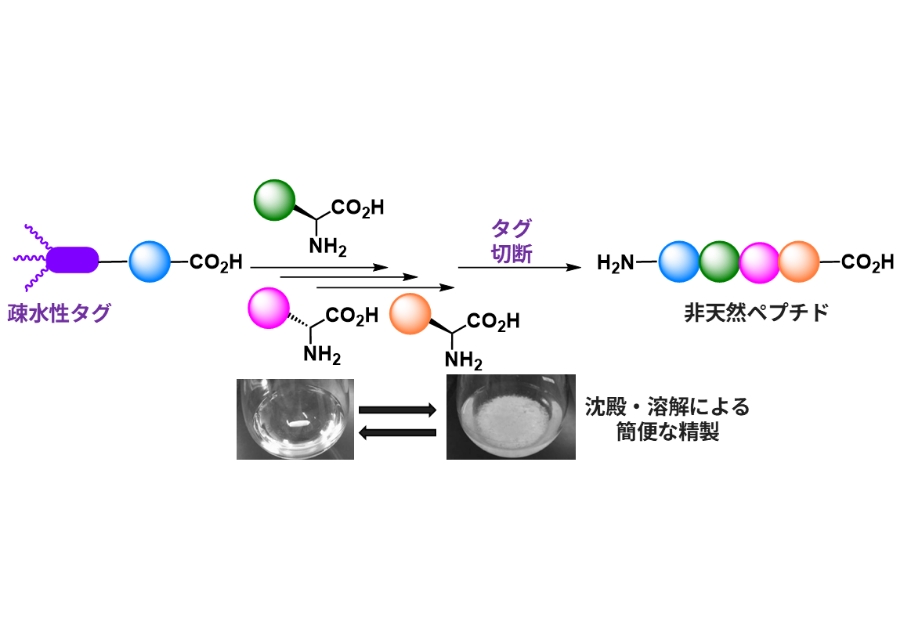 疎水性タグ逆伸長法による、新規ペプチド合成の確立